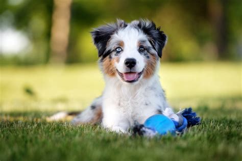 How to Train an Australian Shepherd Puppy: Timeline & Milestones