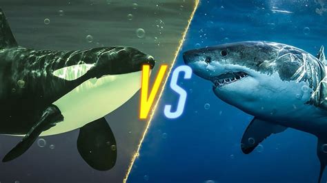 Orca vs. Great White Shark: Who Reigns Supreme?