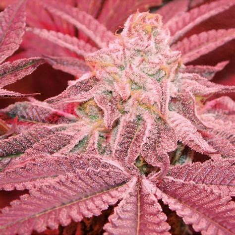 Purple dosi punch the treat in feminized seeds at growerschoice