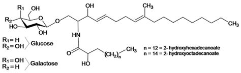 Cerebroside Structure