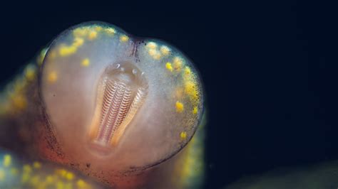 Macro/micro photography of a snail mouth - Freshwater Snails - Shrimp ...