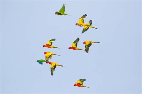 Premium Photo | Beautiful parrots flying in the sky.