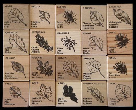 Tree Identification Guide Leaf Lesson Plans, Tampons, Leaf Lessons ...