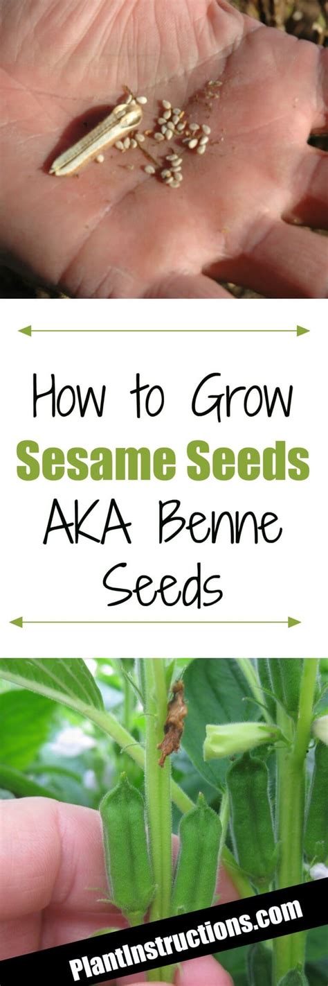 How to Grow Sesame Seeds AKA Benne Seeds - Plant Instructions