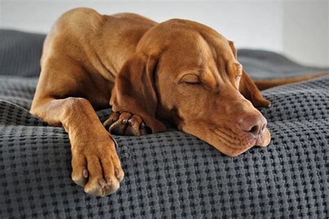 Lethargy in dogs - Causes, symptoms & treatment - Pure Pet Food