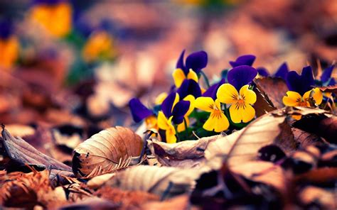 Autumn Flowers Wallpapers - Top Free Autumn Flowers Backgrounds ...