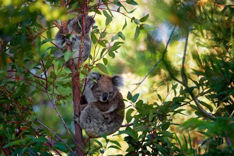 40+ Angry Koala Photos Stock Photos, Pictures & Royalty-Free Images ...