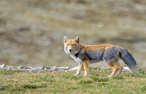 Tibetan Sand Fox Facts, Habitat, Diet, Life Cycle, Baby, Pictures