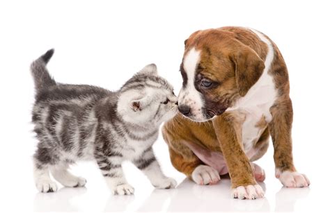 Cat & Dog Wallpapers, Pictures, Images