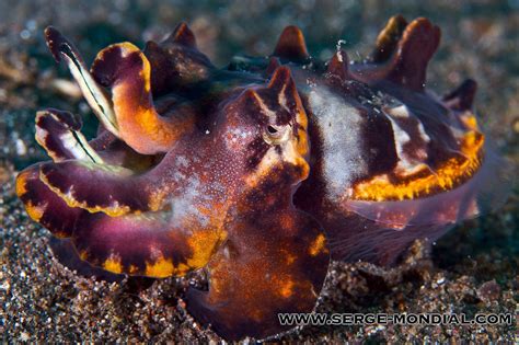 Creature Feature: Flamboyant Cuttlefish | NAD-Lembeh Resort