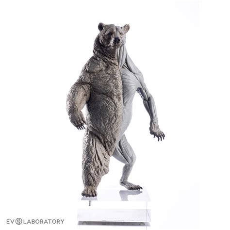 Grizzly Bear Anatomical Figure 1:12 scale - Bone Clones - Osteological ...