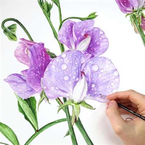 Sweet peas in watercolour | Anna mason, Flower tutorial, Sweet pea flowers