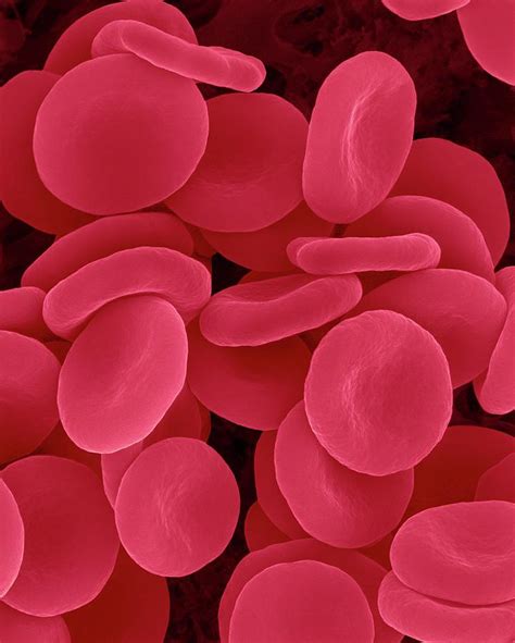 Red Blood Cells In Isotonic Solution Photograph by Dennis Kunkel ...