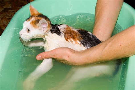 Simple Cat Bathing Tips: Washing Your Cat Without Getting Clawed to ...