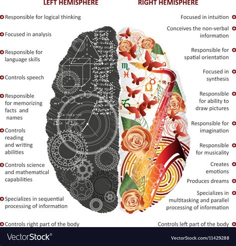 Left Hemisphere Of The Brain