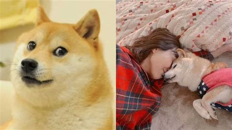 Kabosu, the dog that inspired 'doge' meme and Dogecoin, seriously ill ...