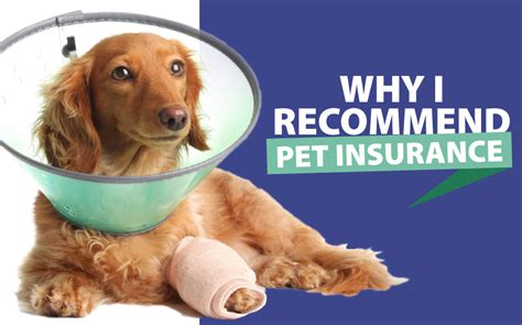 Why I Highly Recommend Pet Insurance | Animal Hospital of Roxbury