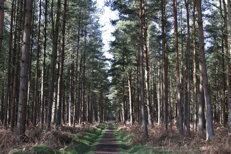 Thetford Forest Thetford Forest, Tree Trunk, Trees, Plants, Tree ...