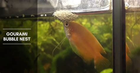 Gourami Bubble Nest - Breeding, and Common Gourami Species - The ...