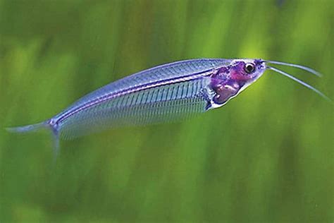 Ghost Glass Catfish – Detailed Guide: Care, Diet, and Breeding - Shrimp ...