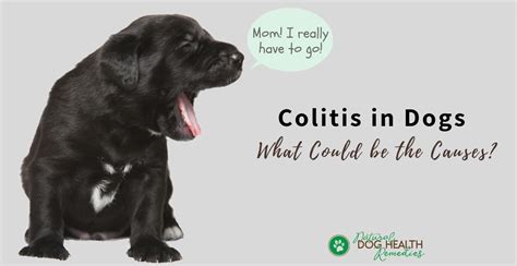 Dog Colitis Symptoms, Causes, and Natural Home Remedies