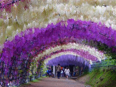 10 Best Wisteria Gardens in Japan