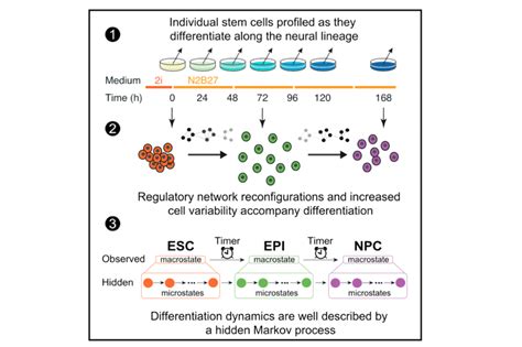 Stem Cell Differentiation as a Non-Markov Stochastic Process ...