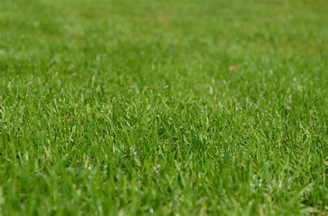 How to Have a Low-Cost, Eco-Friendly Lawn – Greener Ideal