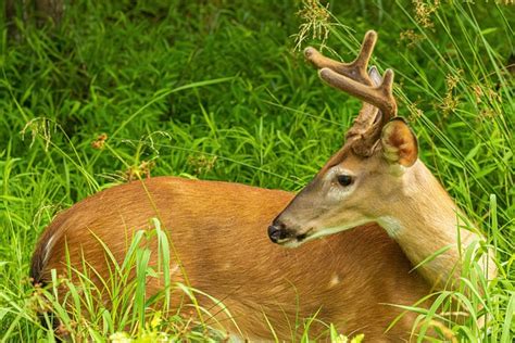 Do Female Deer Have Antlers? (species that do & don't) - World Deer