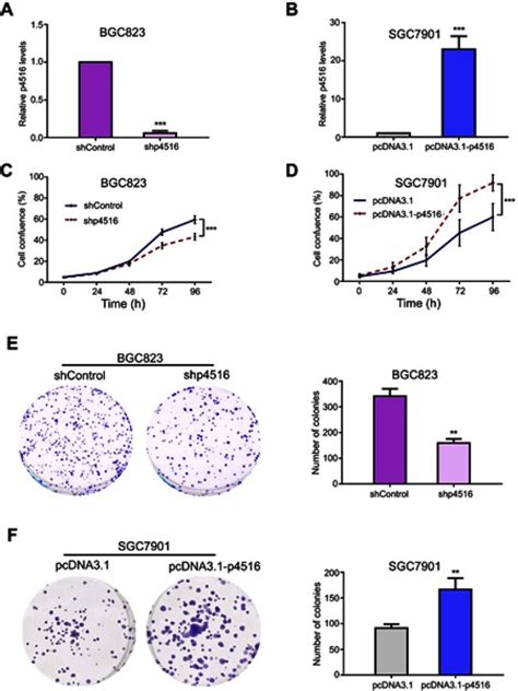 p4516 participated in the process of cell proliferation and colony ...