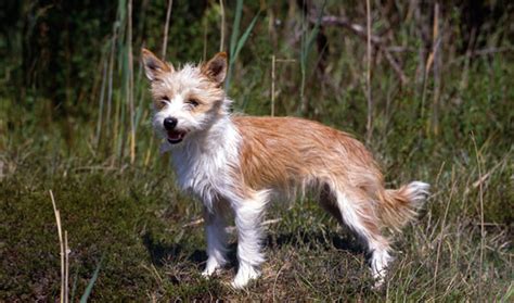 Portuguese Podengo Dog Breed Information