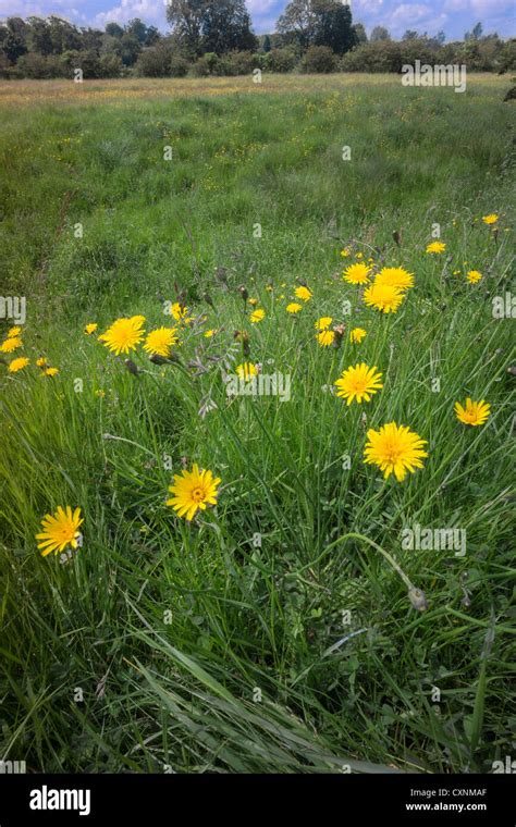 a wetlands conservation area and nature reserve Stock Photo - Alamy