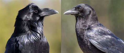 Common Raven Vs American Crow