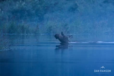 Chena River State Park - Dan Ransom Designs