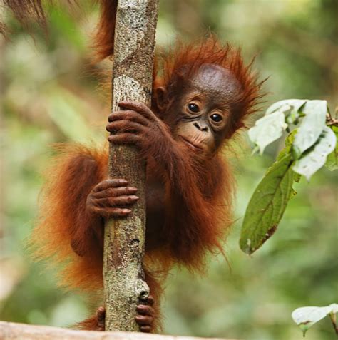 Orangutan | Animal Wildlife