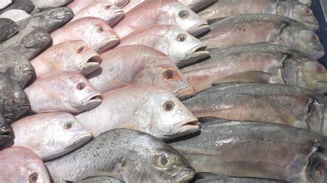 Various Types of Sea Fish in the Market Stock Image - Image of ...