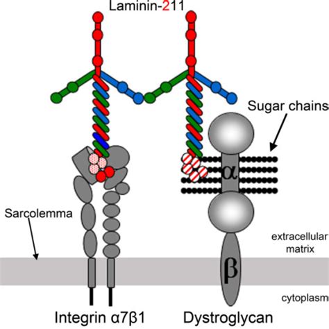 Laminin-211 receptors in muscle and their binding sites | Open-i