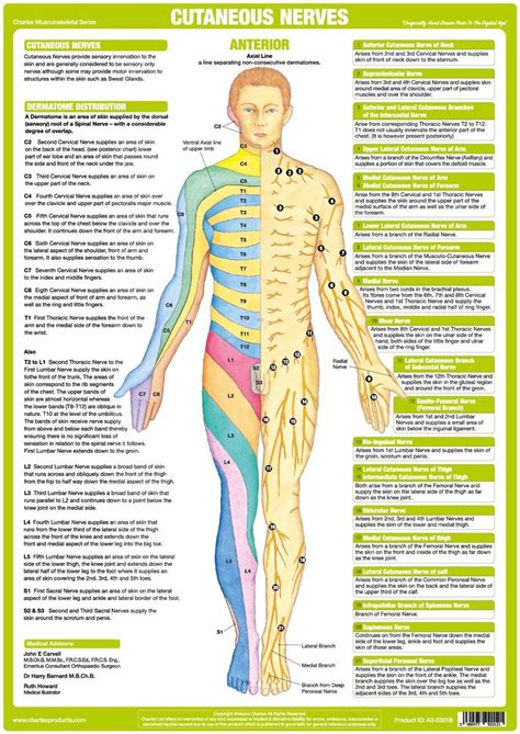 Origin of Cutaneous Nerve chart shows Dermatome Distribution & explains ...