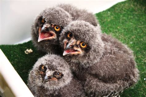 These Snowy Owlets Are Very Cute and, For Some Reason, Also Very ...