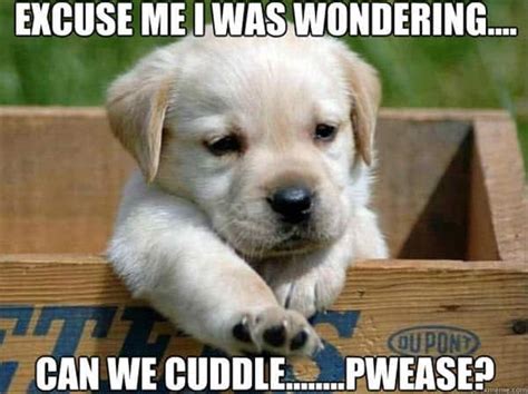 25 Cutest Cuddle Memes | SG Web