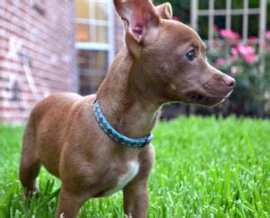 Pitbull Chihuahua Mix (A.K.A. Chipit) – Breed Info, Characteristics and ...