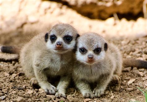 2 baby meerkats born at Houston Zoo make public debut