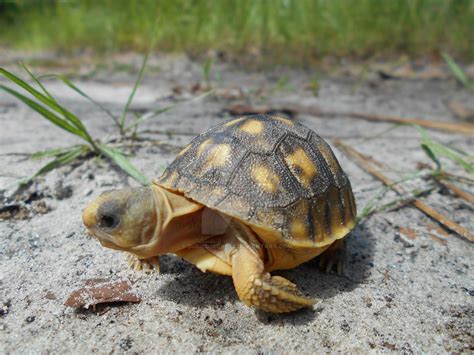 Baby Gopher Tortoise 2 by BuriedSecrets on DeviantArt