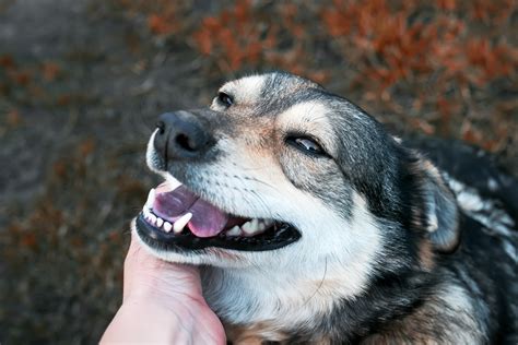 ADOPTABLE DOGS - Fairfield County Dog Adoption Center & Shelter ...