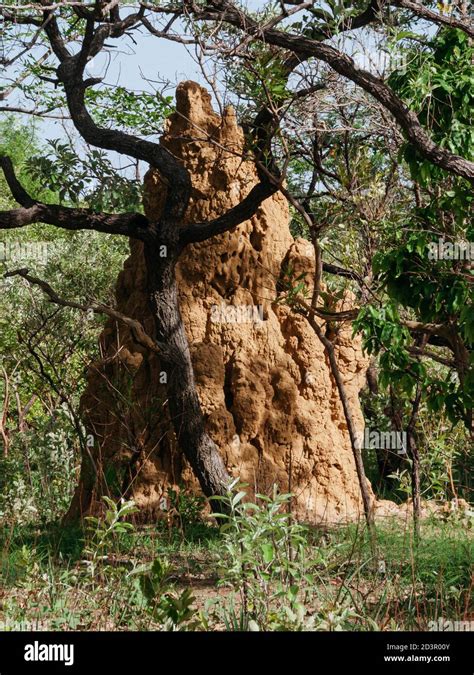 Mound building termites africa hi-res stock photography and images - Alamy