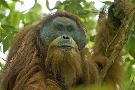 Activists fighting to save orangutan habitat from dam unfazed by legal ...