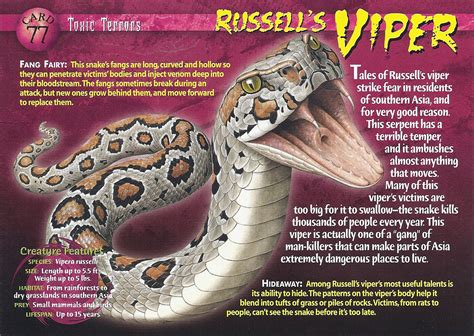 Russell's Viper | Wierd N'wild Creatures Wiki | FANDOM powered by Wikia