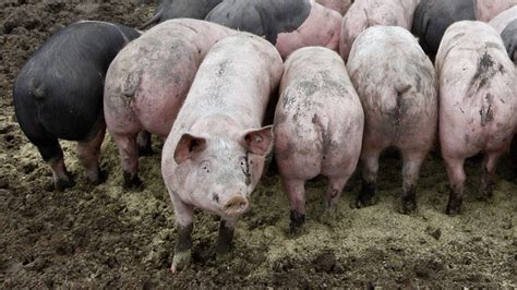 American energy firm looks to power up on pig poo — RT Business