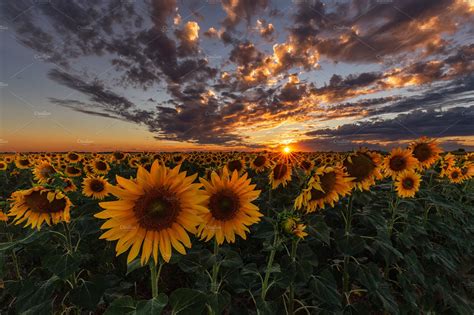 Sunset over a sunflower field | Nature Stock Photos ~ Creative Market