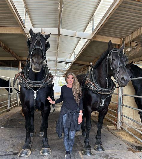 Percheron Horse - The Majestic Powerhouse Explored